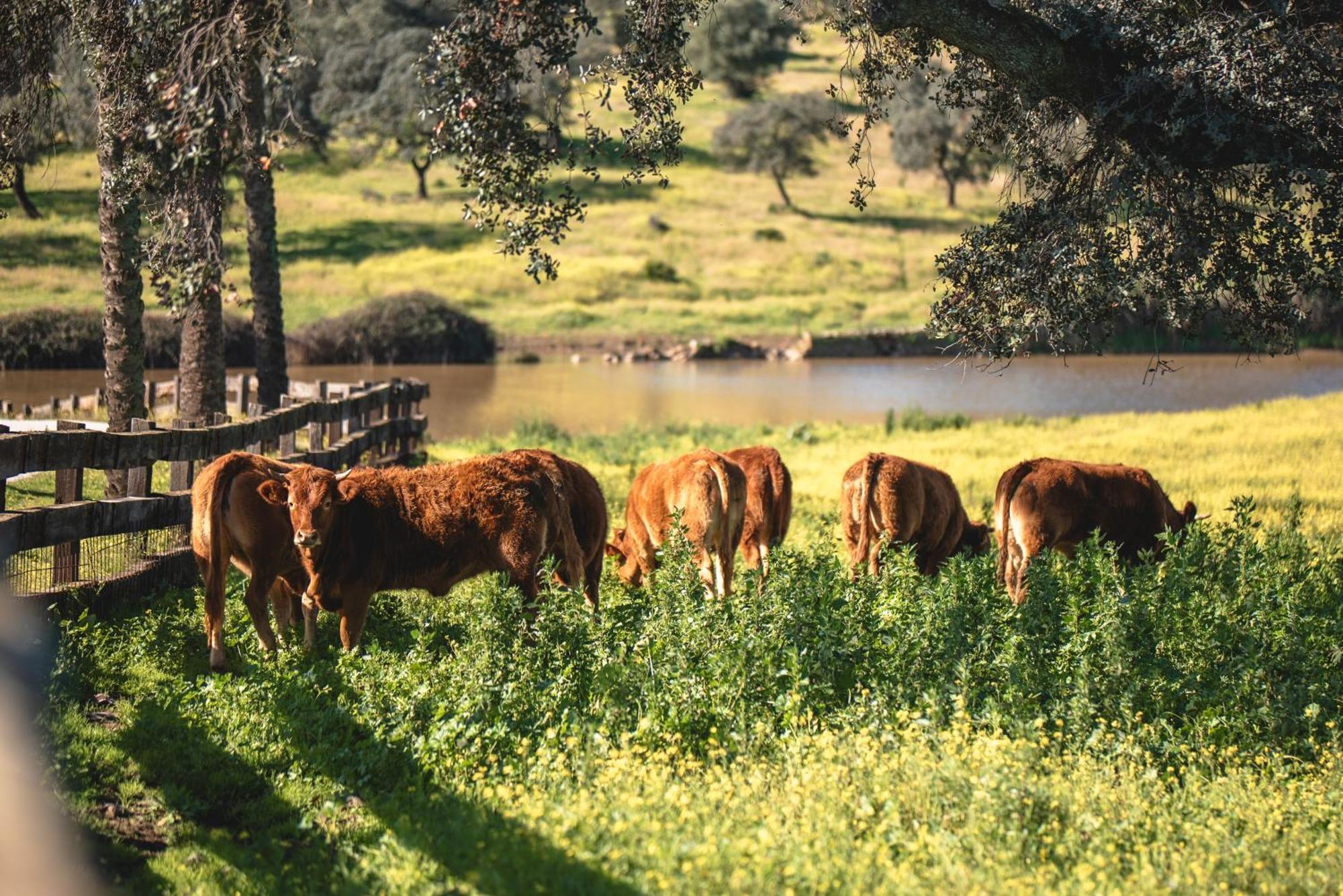 Alojamiento Rural Finca Barral Эль-Гарробо Экстерьер фото
