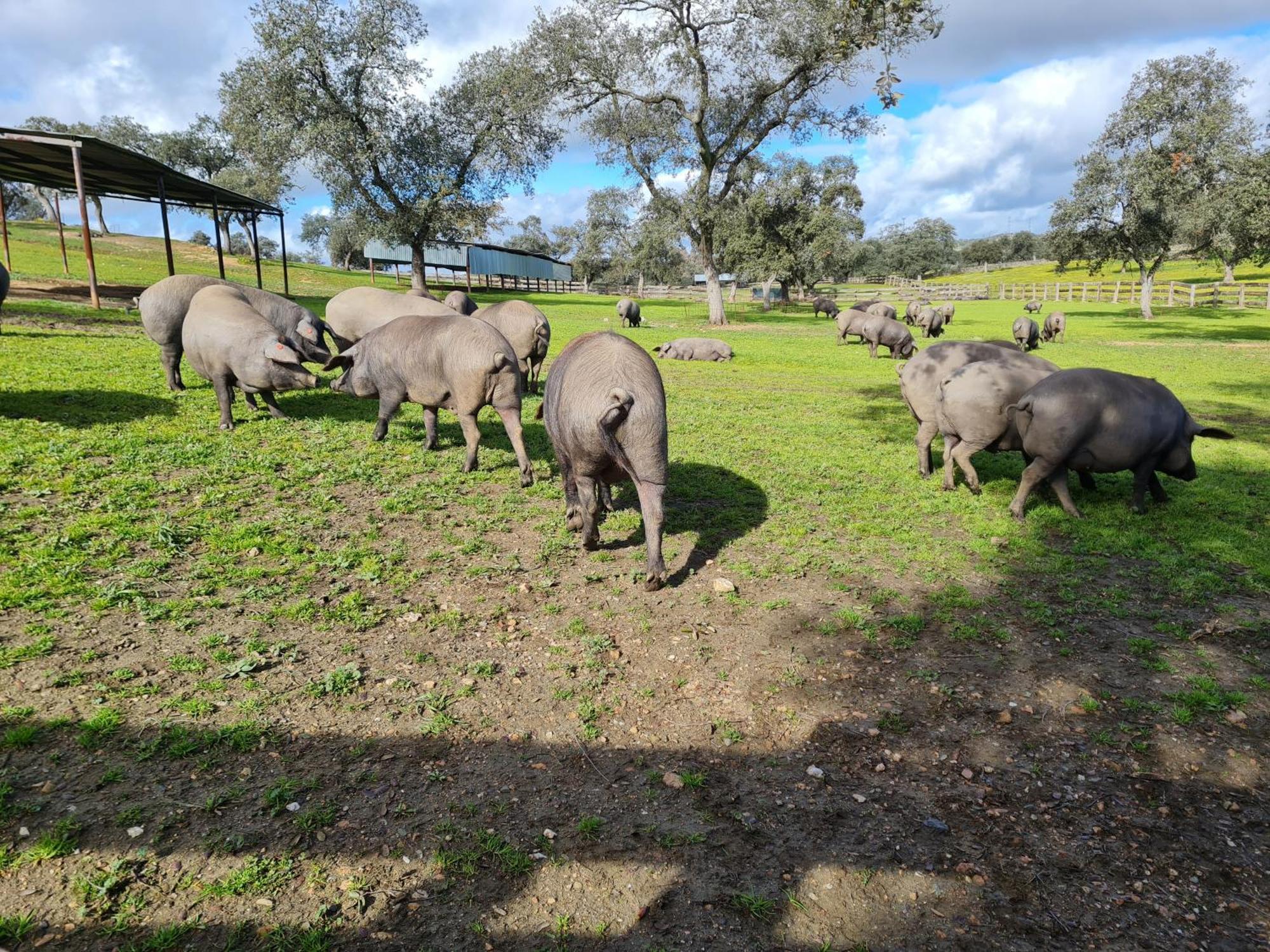 Alojamiento Rural Finca Barral Эль-Гарробо Экстерьер фото